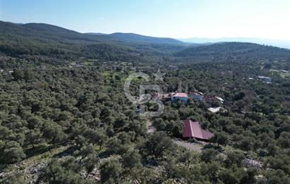 Milas Kalınağıl Köyiçi Satılık Zeytinlik