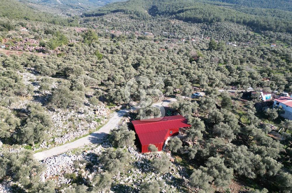 Milas Kalınağıl Satılık Bakımlı Zeytinlik ve Ev