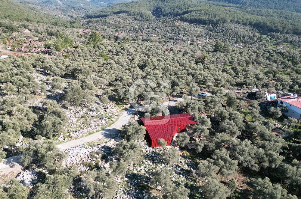 Milas Kalınağıl Satılık Bakımlı Zeytinlik ve Ev