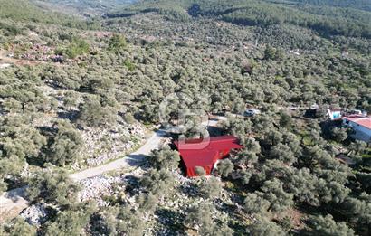 Milas Kalınağıl Satılık Bakımlı Zeytinlik ve Ev