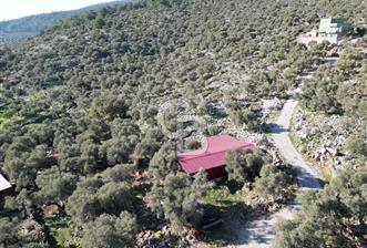 Milas Kalınağıl Satılık Bakımlı Zeytinlik ve Ev - 6 - 333900