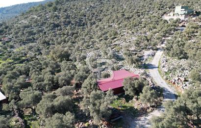 Milas Kalınağıl Satılık Bakımlı Zeytinlik ve Ev