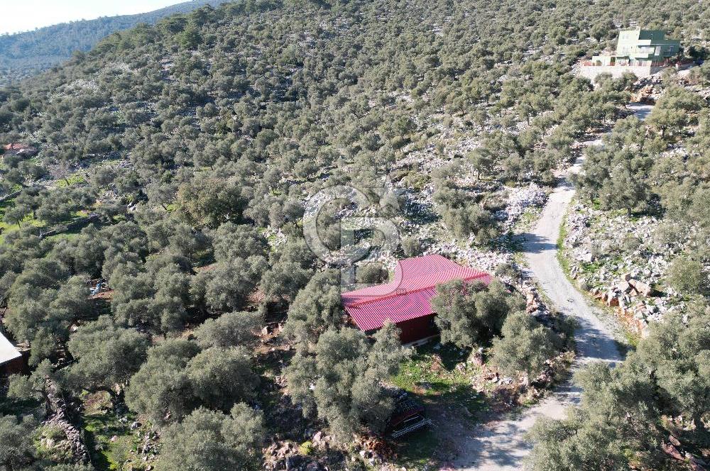 Milas Kalınağıl Satılık Bakımlı Zeytinlik ve Ev