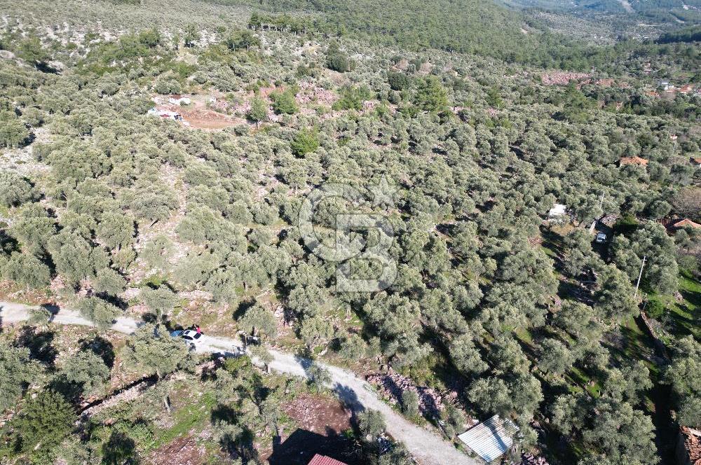 Milas Kalınağıl Köyiçi Satılık Zeytinlik