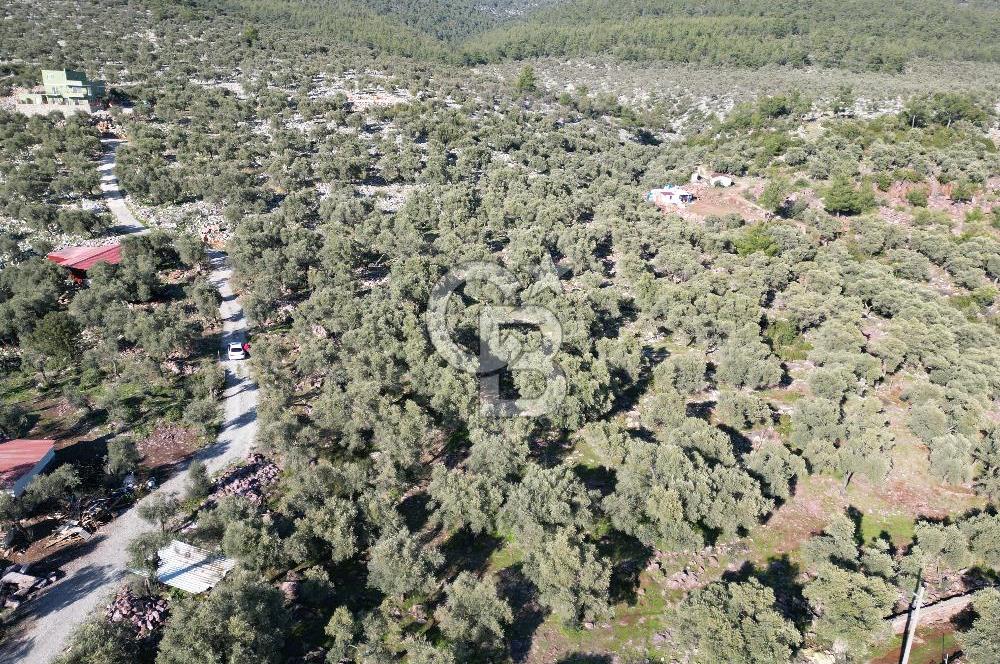 Milas Kalınağıl Köyiçi Satılık Zeytinlik