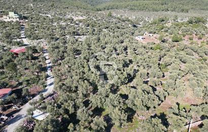 Milas Kalınağıl Köyiçi Satılık Zeytinlik