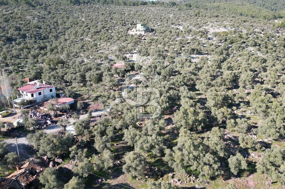 Milas Kalınağıl Köyiçi Satılık Zeytinlik