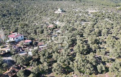 Milas Kalınağıl Köyiçi Satılık Zeytinlik