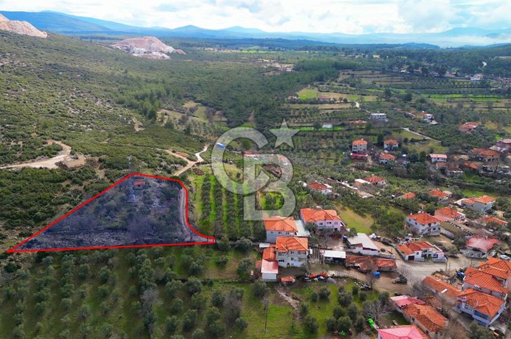 YATAĞAN ELMACIK'TA YATIRIMLIK 2,5 DÖNÜM KÖY İÇİ ZEYTİNLİK