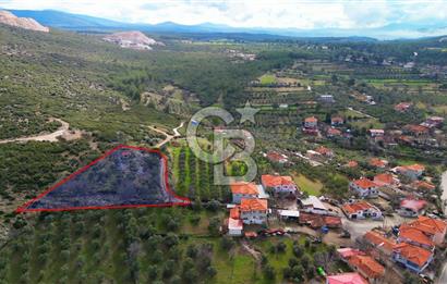 YATAĞAN ELMACIK'TA YATIRIMLIK 2,5 DÖNÜM KÖY İÇİ ZEYTİNLİK