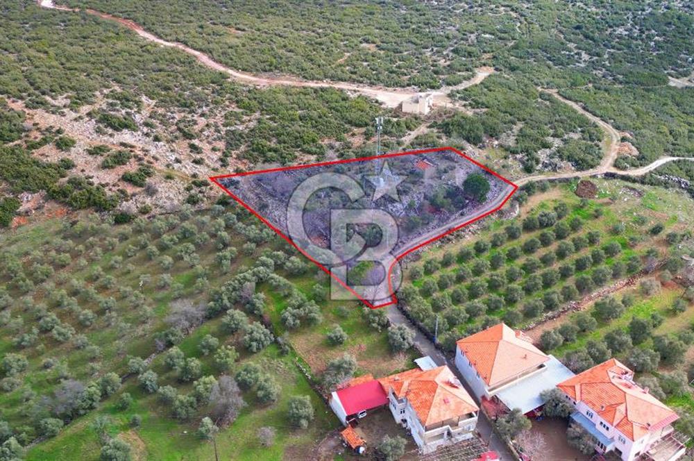 YATAĞAN ELMACIK'TA YATIRIMLIK 2,5 DÖNÜM KÖY İÇİ ZEYTİNLİK