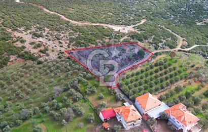 YATAĞAN ELMACIK'TA YATIRIMLIK 2,5 DÖNÜM KÖY İÇİ ZEYTİNLİK