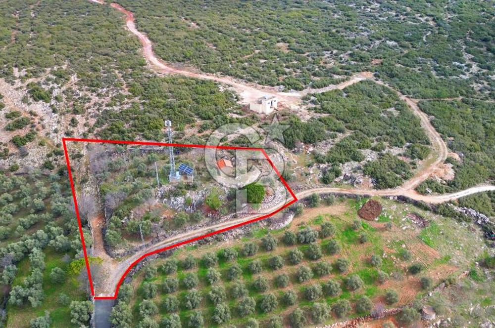 YATAĞAN ELMACIK'TA YATIRIMLIK 2,5 DÖNÜM KÖY İÇİ ZEYTİNLİK