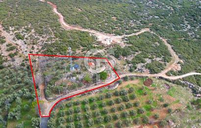 YATAĞAN ELMACIK'TA YATIRIMLIK 2,5 DÖNÜM KÖY İÇİ ZEYTİNLİK