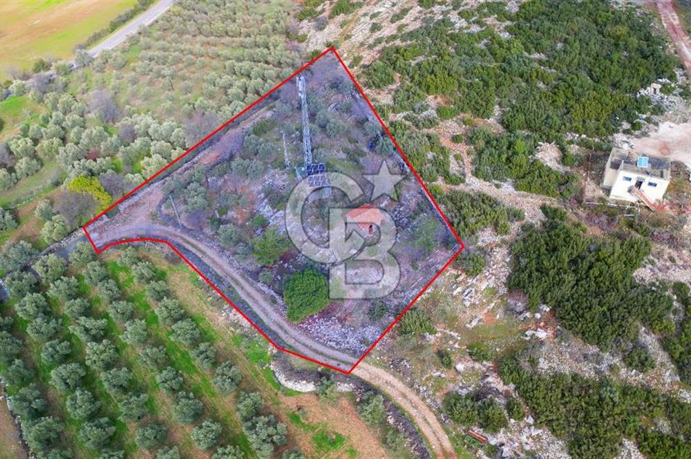 YATAĞAN ELMACIK'TA YATIRIMLIK 2,5 DÖNÜM KÖY İÇİ ZEYTİNLİK