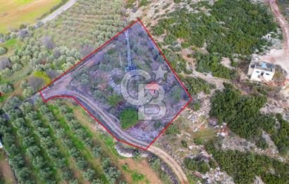 YATAĞAN ELMACIK'TA YATIRIMLIK 2,5 DÖNÜM KÖY İÇİ ZEYTİNLİK