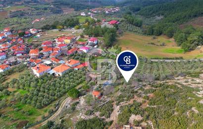 YATAĞAN ELMACIK'TA YATIRIMLIK 2,5 DÖNÜM KÖY İÇİ ZEYTİNLİK