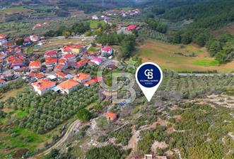 YATAĞAN ELMACIK'TA YATIRIMLIK 2,5 DÖNÜM KÖY İÇİ ZEYTİNLİK - 1 - 333954