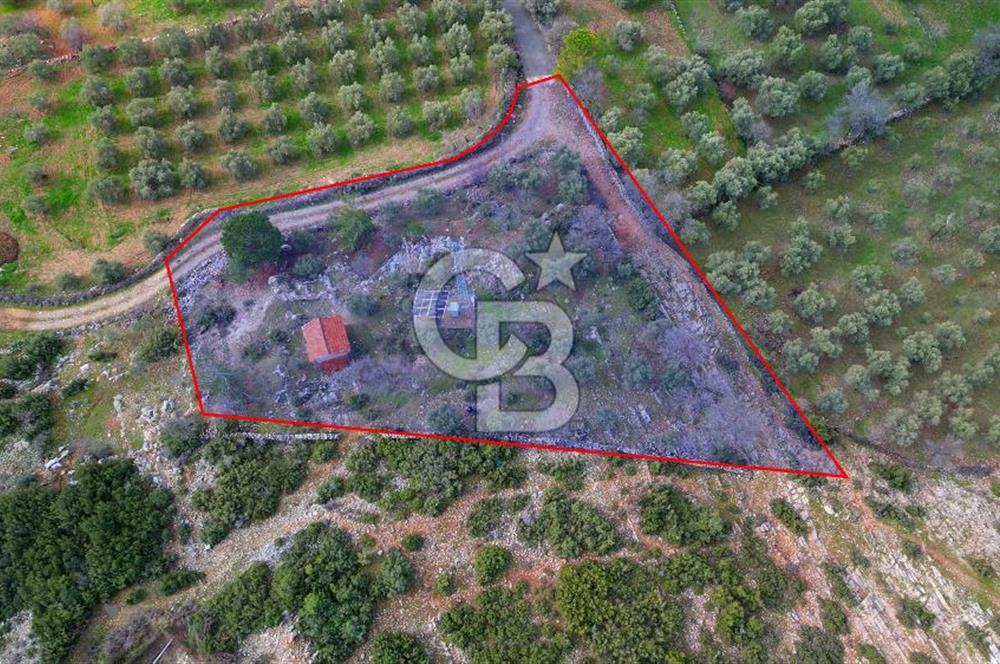 YATAĞAN ELMACIK'TA YATIRIMLIK 2,5 DÖNÜM KÖY İÇİ ZEYTİNLİK