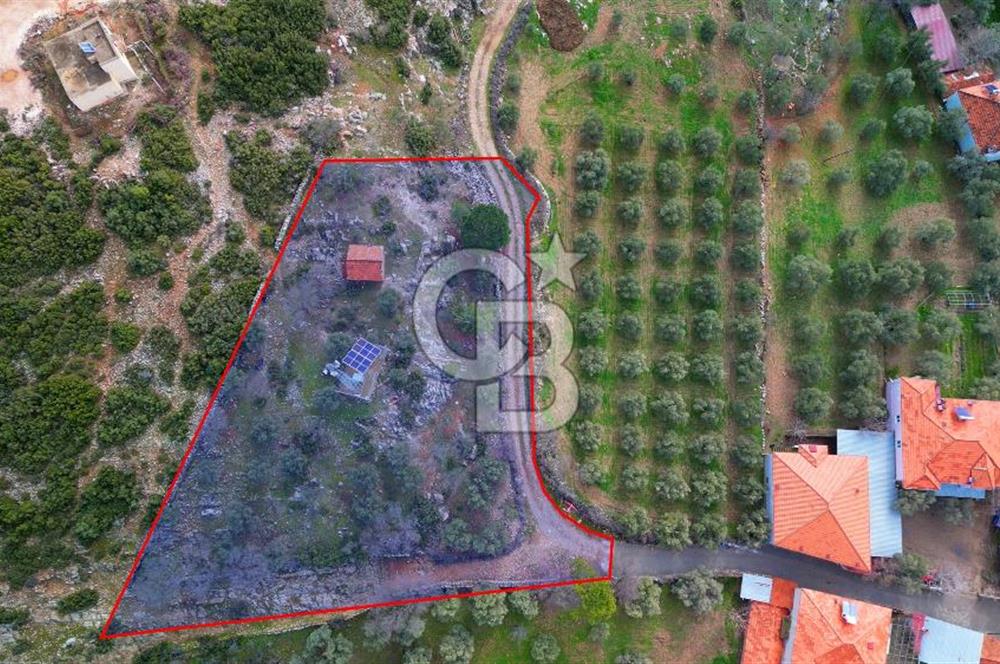 YATAĞAN ELMACIK'TA YATIRIMLIK 2,5 DÖNÜM KÖY İÇİ ZEYTİNLİK