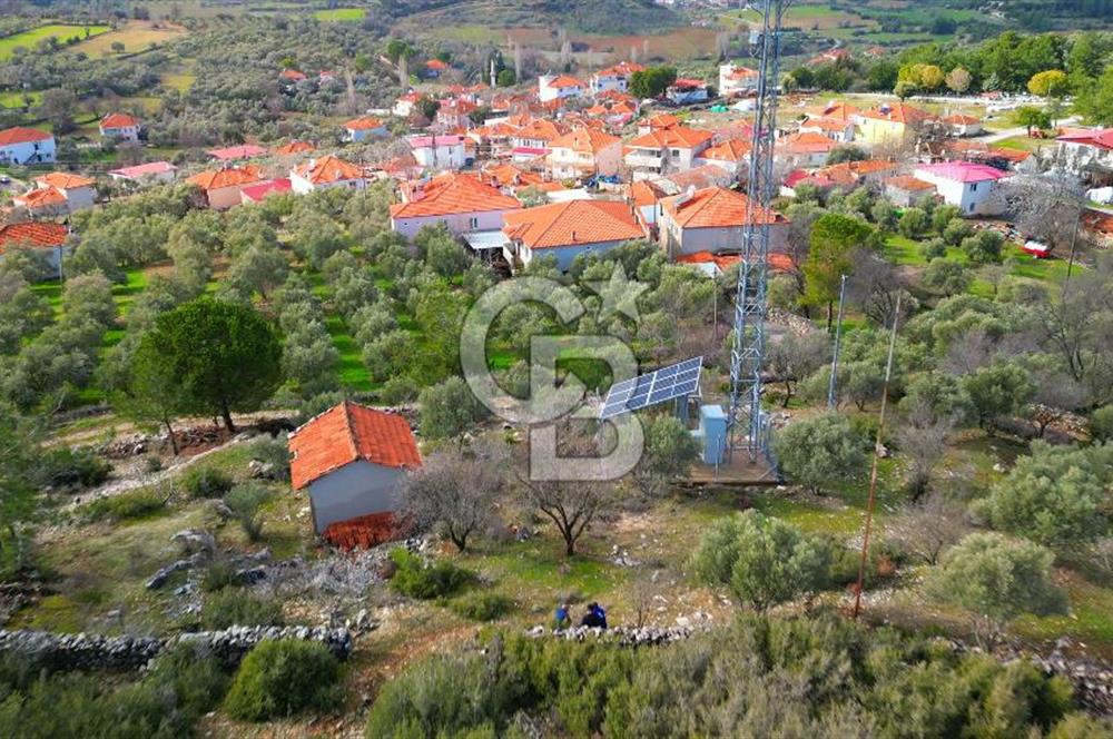 YATAĞAN ELMACIK'TA YATIRIMLIK 2,5 DÖNÜM KÖY İÇİ ZEYTİNLİK