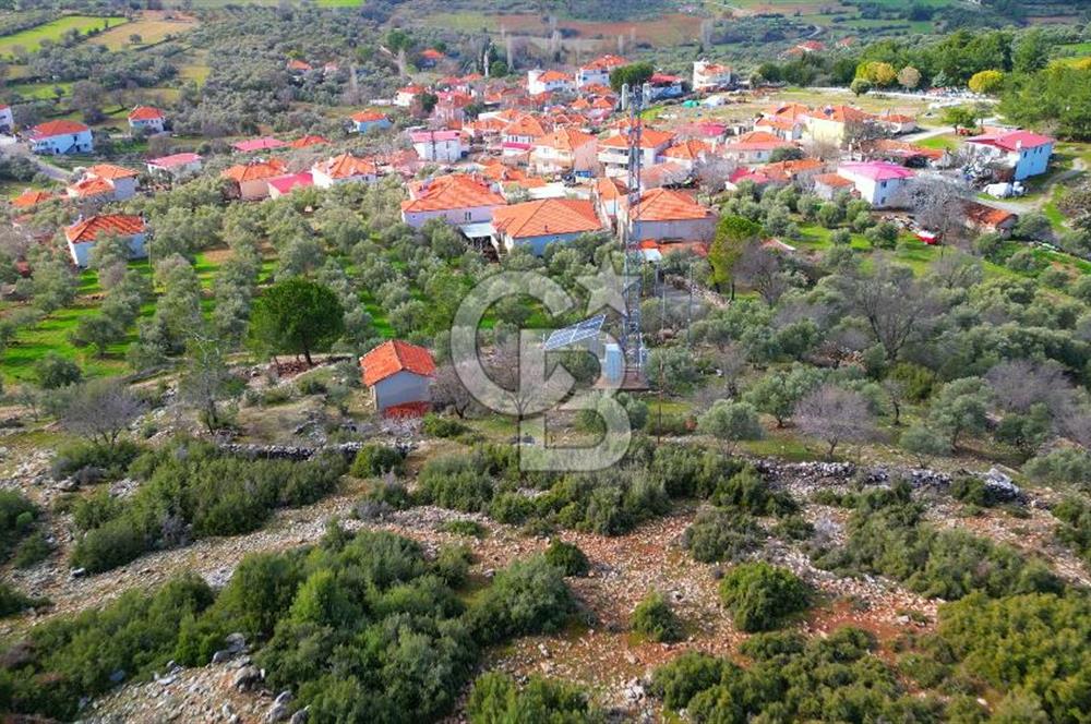 YATAĞAN ELMACIK'TA YATIRIMLIK 2,5 DÖNÜM KÖY İÇİ ZEYTİNLİK