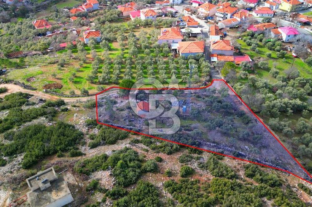 YATAĞAN ELMACIK'TA YATIRIMLIK 2,5 DÖNÜM KÖY İÇİ ZEYTİNLİK