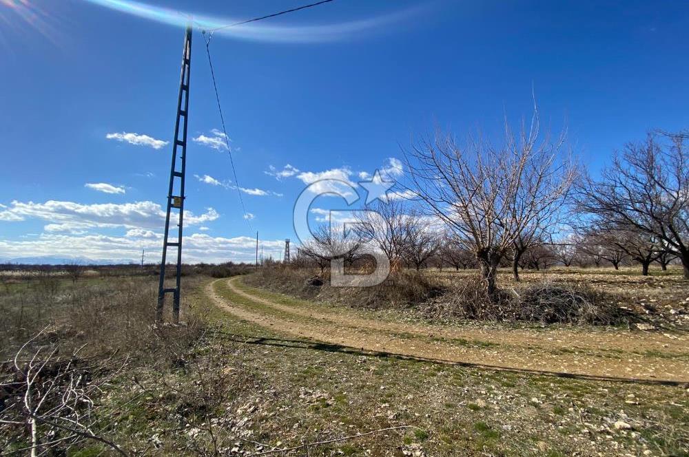 COLDWELL BANKER SAFİR'den UĞRAK da 32.658 m² SATILIK BAHÇE