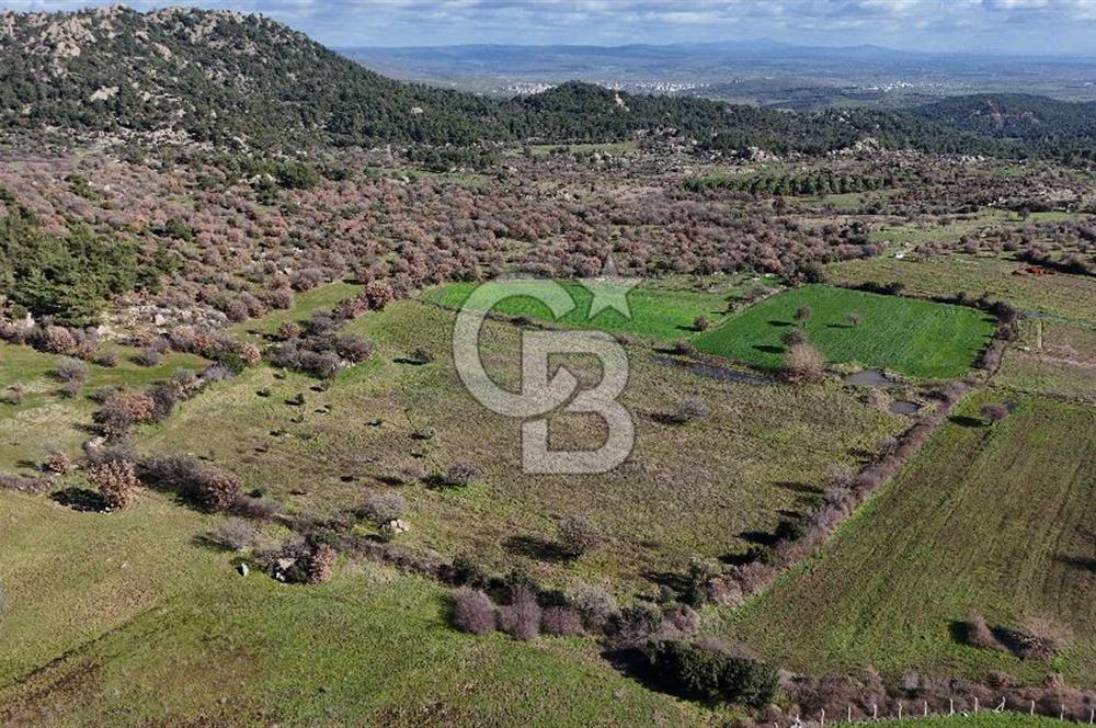 Çanakkale Ezine Yavaşlar Köyü Satılık 17.900 m² Tarla