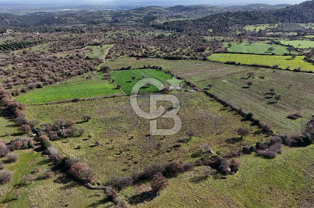 Çanakkale Ezine Yavaşlar Köyü Satılık 17.900 m² Tarla