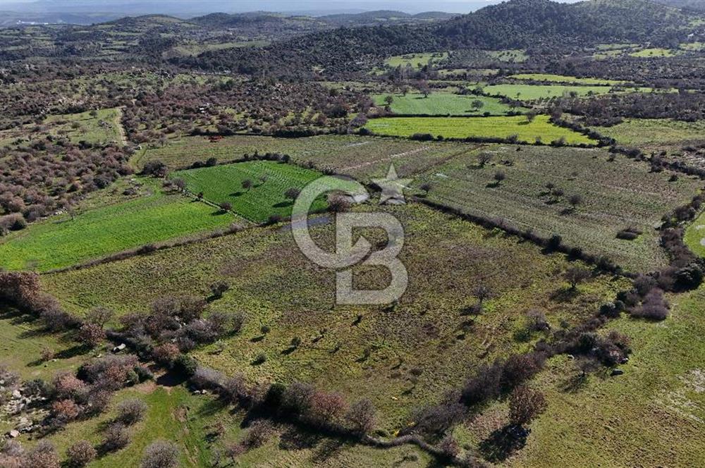 Çanakkale Ezine Yavaşlar Köyü Satılık 17.900 m² Tarla