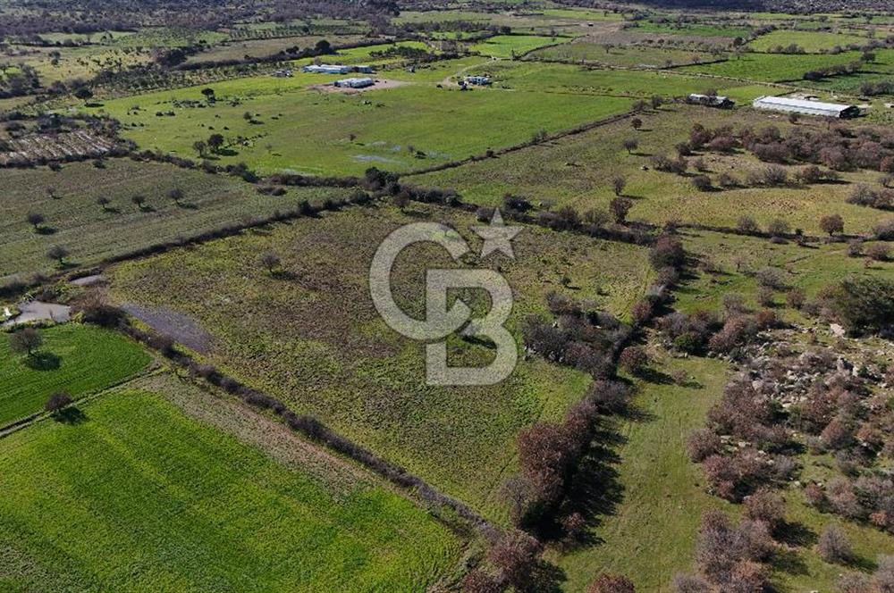 Çanakkale Ezine Yavaşlar Köyü Satılık 17.900 m² Tarla