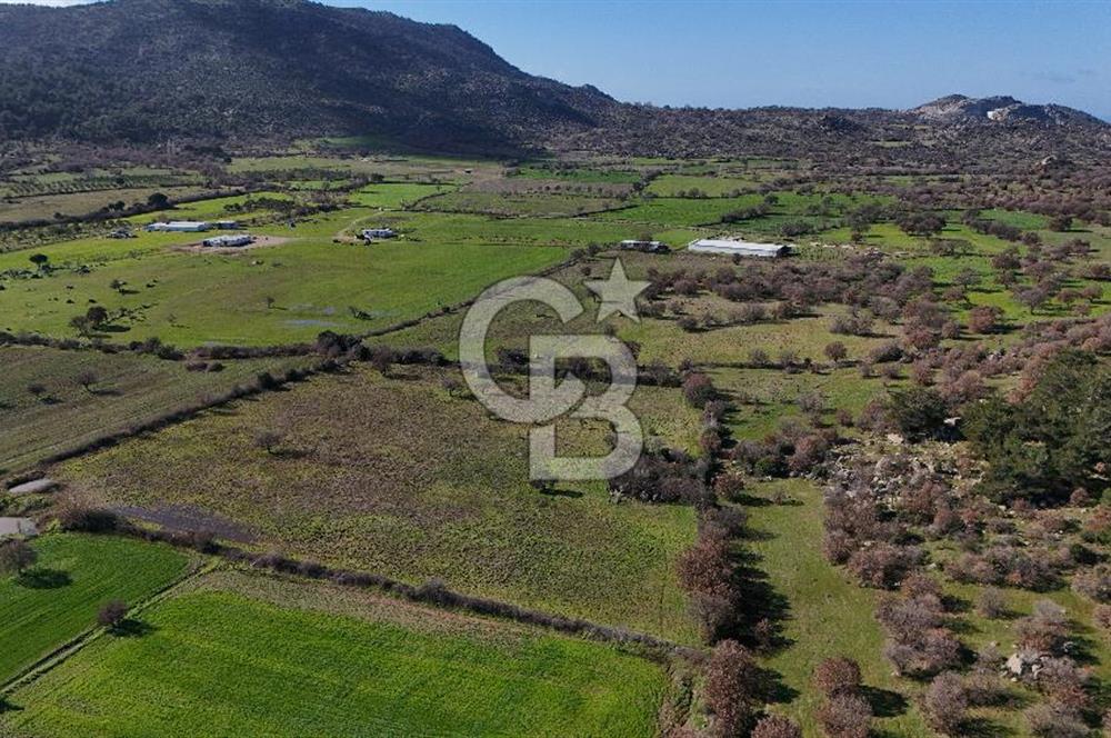 Çanakkale Ezine Yavaşlar Köyü Satılık 17.900 m² Tarla