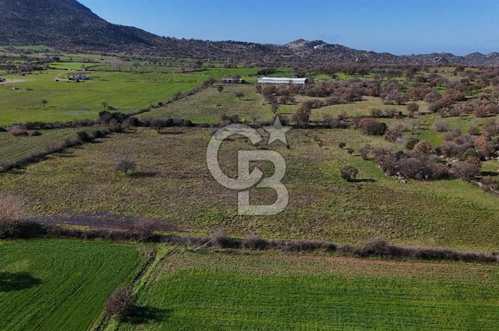 Çanakkale Ezine Yavaşlar Köyü Satılık 17.900 m² Tarla