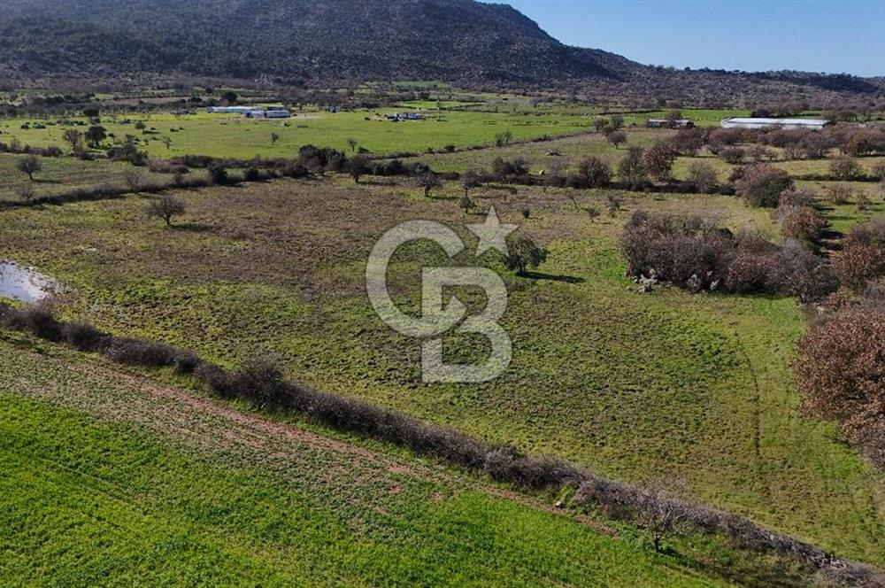 Çanakkale Ezine Yavaşlar Köyü Satılık 17.900 m² Tarla