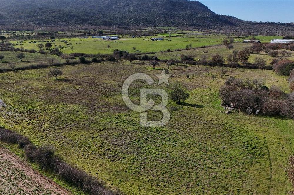 Çanakkale Ezine Yavaşlar Köyü Satılık 17.900 m² Tarla