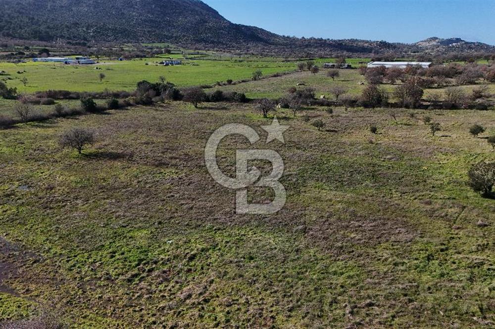 Çanakkale Ezine Yavaşlar Köyü Satılık 17.900 m² Tarla