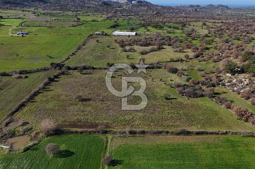 Çanakkale Ezine Yavaşlar Köyü Satılık 17.900 m² Tarla