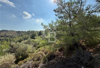 Seferihisar Turabiyede Baraj Manzaralı 3 Dönüm Fırsat Zeytinlik - 9 - 334163