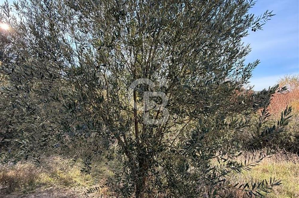 EVONA'DAN SANCAKLIÇEŞMEBAŞINDA KAÇIRILMAYACAK SATILIK ARSA