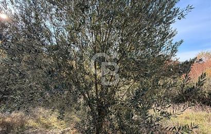 EVONA'DAN SANCAKLIÇEŞMEBAŞINDA KAÇIRILMAYACAK SATILIK ARSA