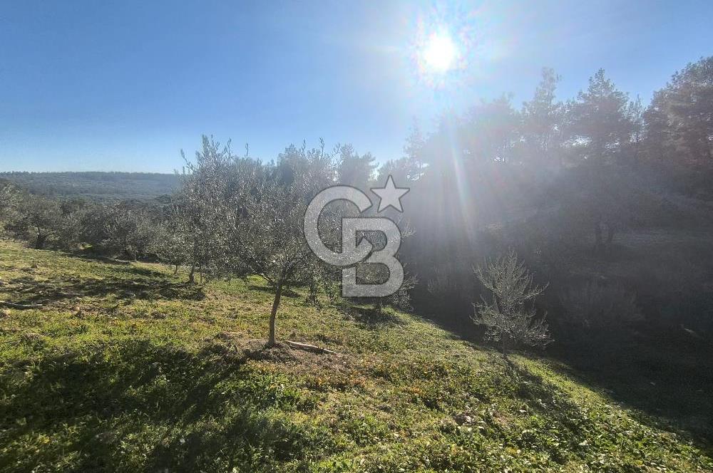 EVONA'DAN AKHİSAR ÇOBANHASAN'DA 4.712 M2 SATILIK TARLA