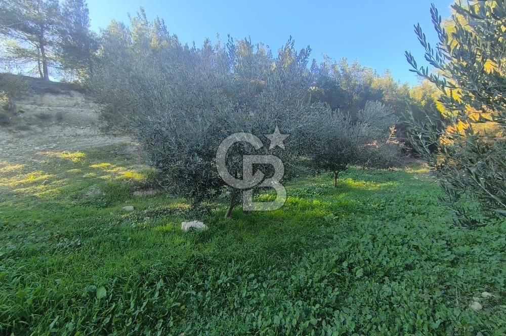 EVONA'DAN AKHİSAR ÇOBANHASAN'DA 4.712 M2 SATILIK TARLA