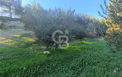 EVONA'DAN AKHİSAR ÇOBANHASAN'DA 4.712 M2 SATILIK TARLA