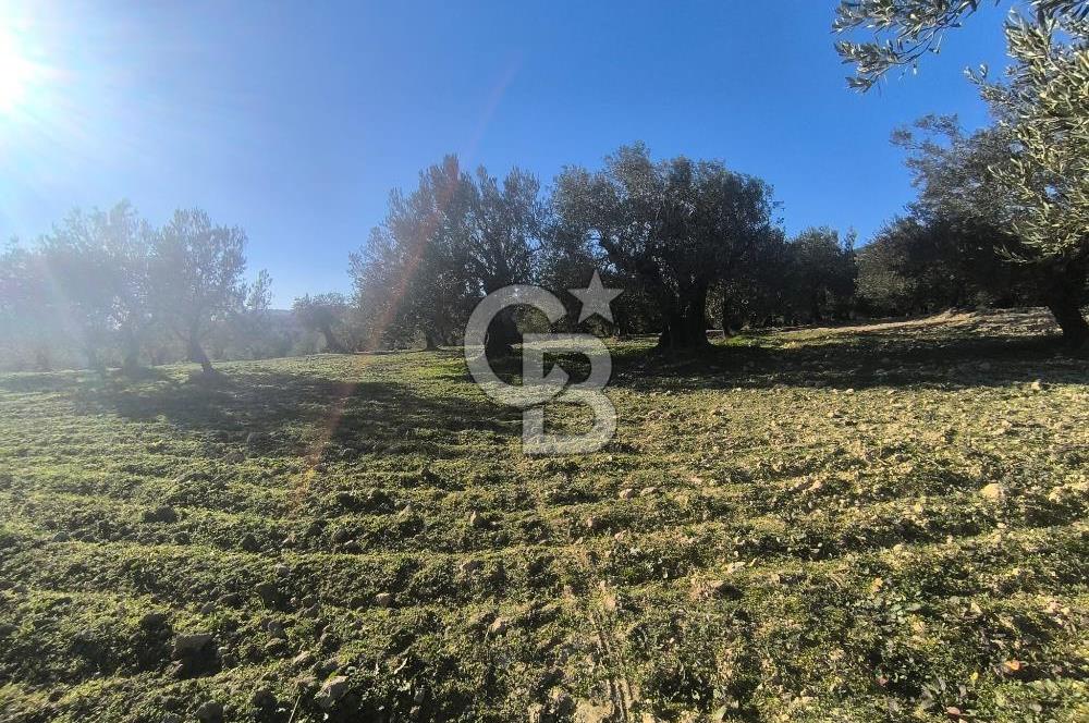 EVONA'DAN AKHİSAR ÇOBANHASAN'DA 4.712 M2 SATILIK TARLA