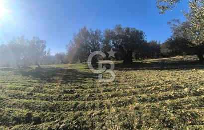 EVONA'DAN AKHİSAR ÇOBANHASAN'DA 4.712 M2 SATILIK TARLA