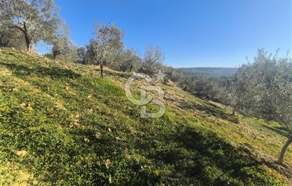 EVONA'DAN AKHİSAR ÇOBANHASAN'DA 4.712 M2 SATILIK TARLA