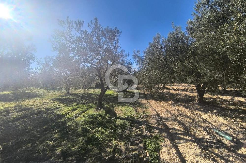 EVONA'DAN AKHİSAR ÇOBANHASAN'DA 4.712 M2 SATILIK TARLA