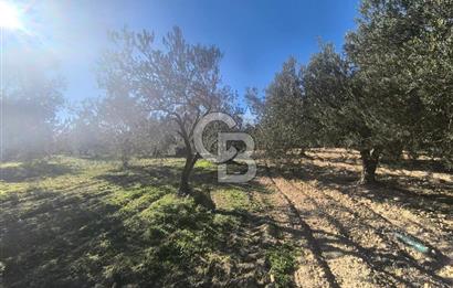 EVONA'DAN AKHİSAR ÇOBANHASAN'DA 4.712 M2 SATILIK TARLA