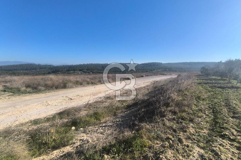 EVONA'DAN AKHİSAR ÇOBANHASAN'DA 4.712 M2 SATILIK TARLA